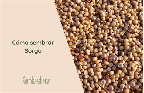 Cultivo de Sorgo Guía paso a paso para sembrar sorgo en tu huerto