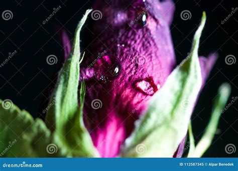 Water Drop in Focus on Dead Dryed Red Rose Dark Background Stock Image ...