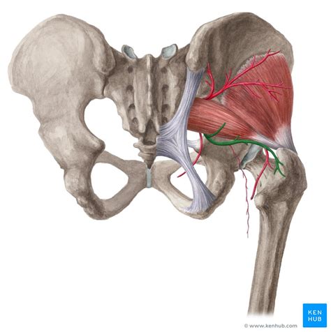 Inferior Gluteal Artery Anatomy Branches Supply Kenhub