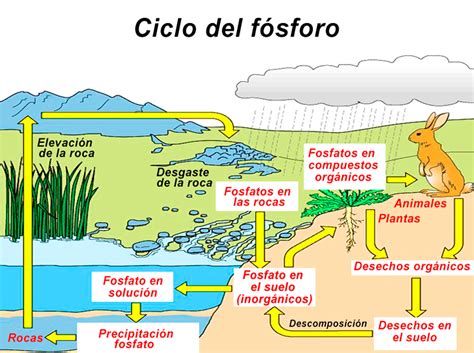 Ciclo Del Fósforo