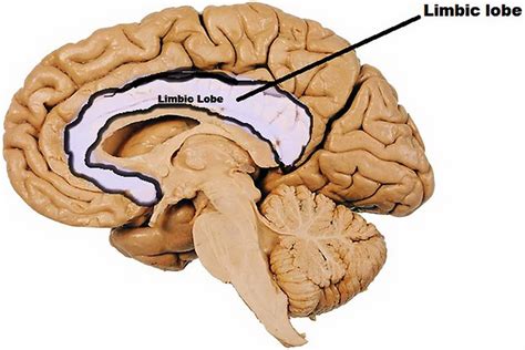 Anatomia Del Cervello Design Piatto Lobo Frontale Lobo Temporale The