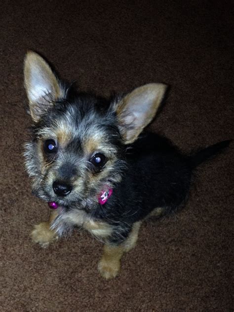 Teacup Yorkie Chihuahua Poodle Mix - Pets Lovers