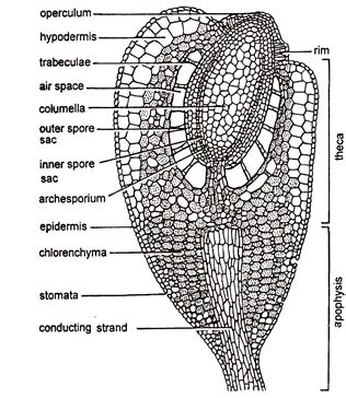 Describe the internal structure of the funaria capsule.