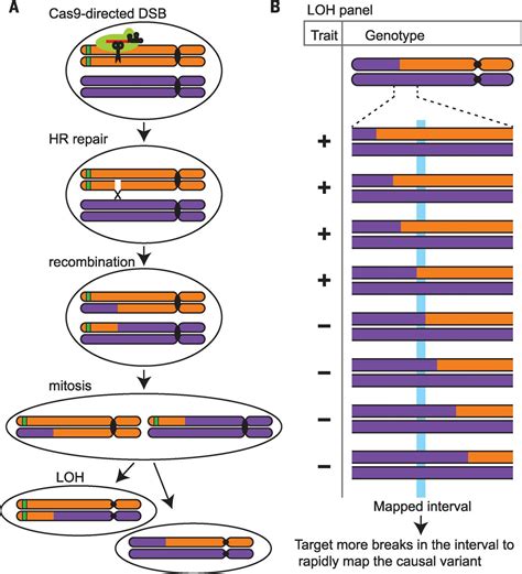 Homologous Recombination Meiosis