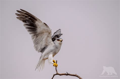 Kgalagadi Transfrontier Park 2017 - Fascination Wildlife