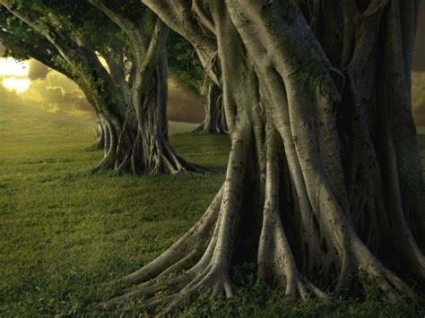 Мощные стволы деревьев в парке - обои для рабочего стола, картинки, фото