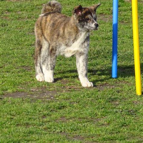 Unik Chien Akita Inu L Adoption Saint Pierre Du Palais Pet Adoption