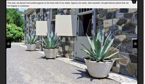 Agave In Big Pots Agave In Pots Plants Front Yard Potted Plants