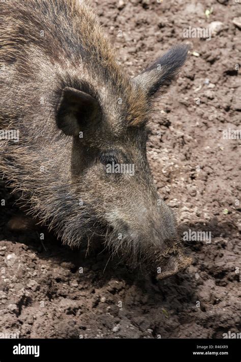 Truffle hog hi-res stock photography and images - Alamy