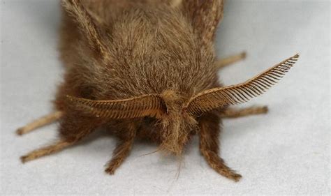 Eastern Tent Caterpillar Adult The Backyard Arthropod Project