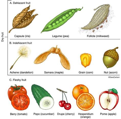 Seed Styles Botany Biology Plants Plant Science