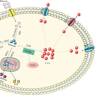 Pyruvate Derived From Glucose And Alanine Generates La Under The Action