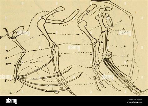 Evoluci N Su Naturaleza Sus Evidencias Y Su Relaci N Con El