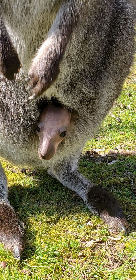 Photos: Meet the new baby animals of Woodland Park Zoo | Seattle Refined