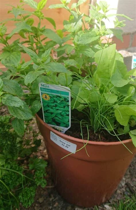 Best Potting Soil for Herbs (With Examples) – Gardener Report