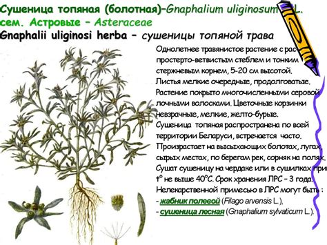 Трава Сушеницы Топяной Фармакогнозия – Telegraph