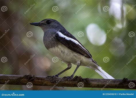 Oriental Magpie Robin Female Bird Stock Photo - Image of twig, magpie ...