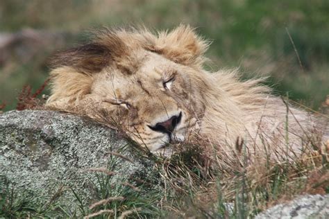 Ces Animaux Au Sommeil Particulier