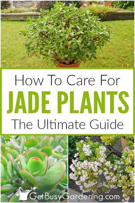 How To Care For Jade Plants The Ultimate Guide Get Busy Gardening