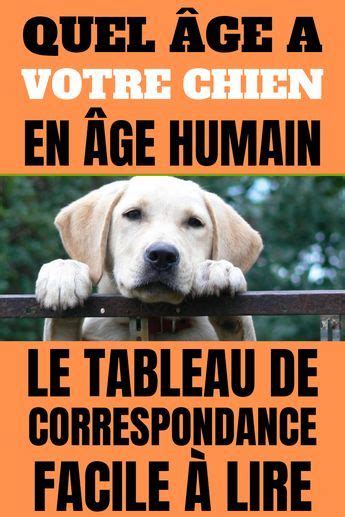 Quel Âge a Votre Chien en Âge Humain Voici le Tableau de