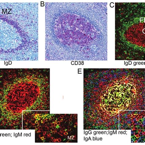 Aid Expression In Mz B Cells By In Situ Staining And Qrt Pcr A