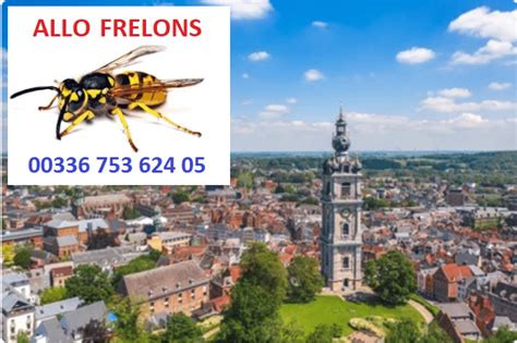 Extermination des frelons et guêpes Hainaut Belgique