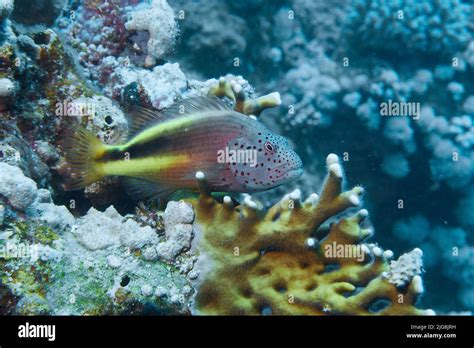 A Coral Guardian Fish Near Reefs Underwater Stock Photo Alamy