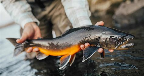 Arctic Char Fish Partner Fly Fishing In Iceland