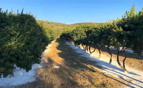 In Research To Save The Greek Mastic From Climate Change