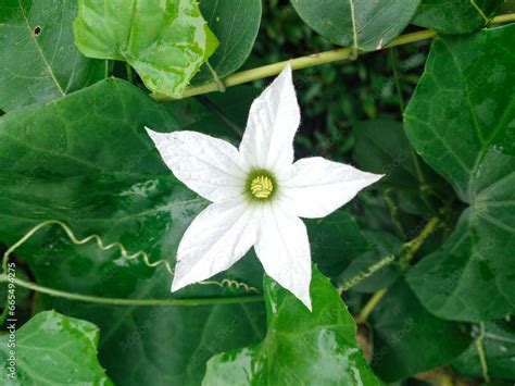 Ivy gourd Flower (Coccinia grandis) also known as scarlet gourd flower. White coccinia grandis ...