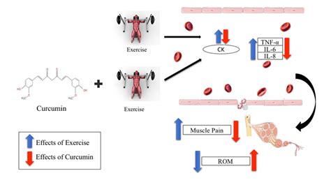 Effects Of Curcumin On Inflammatory Response During Exercise Induced