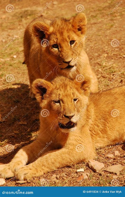 African lion cubs stock photo. Image of endangered, cute - 6491834