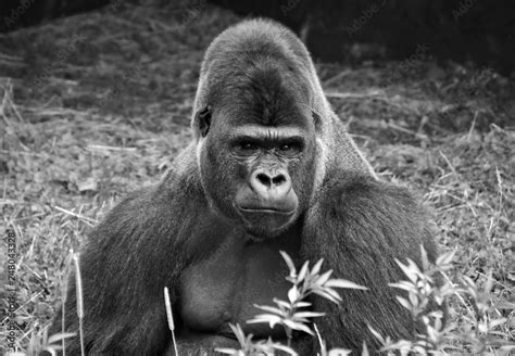 Portrait Of A Dominant Male Gorilla Big Adult Ape Sits In A Grass And