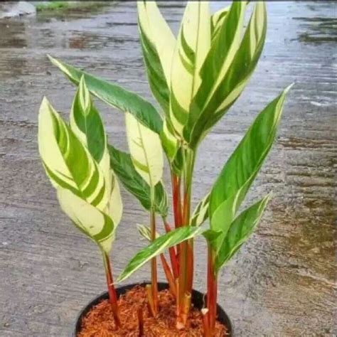 Jual Tanaman Hias Heliconia Variegata Pohon Pisang Pisangan Varigata