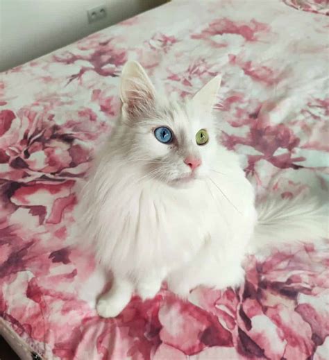 Top 10 Most Gorgeous Cat Breeds You'll Ever See