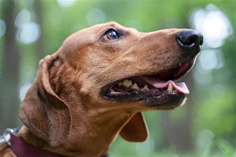 Identifying The Dachshund S Emotions Floppy The Dachshund