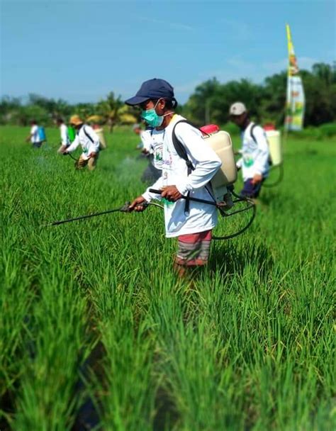 Manfaat Dan Cara Pembuatan Pupuk Organik Cair Untuk Tanaman Padi