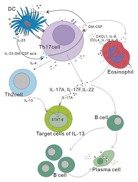 1 E Immune Response Is Maintained By The Il 23 Gm Csf Axis 2 Il 17a