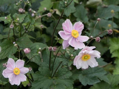 Japan Herbst Anemone Königin Charlotte Für Deinen Garten