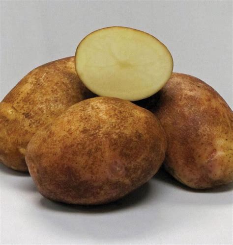 Gold Rush Potato Seed Tubersthe Best Eating Early Russet Organic