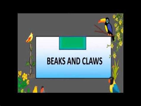 Birds Beaks And Claws L Part Youtube