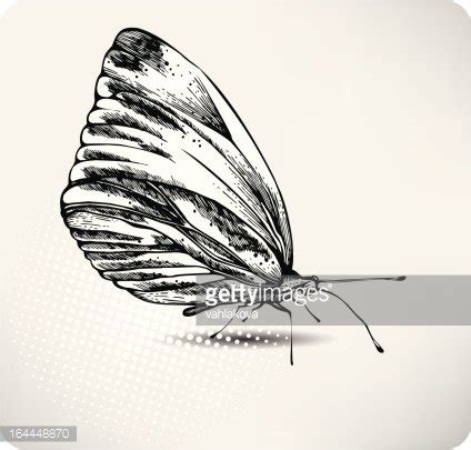 Butterfly Hand Drawing Vector Stock Clipart Royalty Free FreeImages