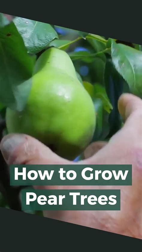 How To Grow Pear Trees Quick Tips Artofit