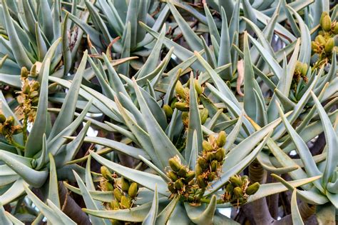 Descubre Los Diferentes Tipos De Aloe Vera En Flor Aloe Vera Saludable