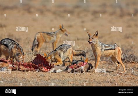 Black Backed Jackal Eating Carrion Hi Res Stock Photography And Images