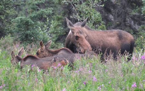 Moose Calf Stock Photos, Pictures & Royalty-Free Images - iStock