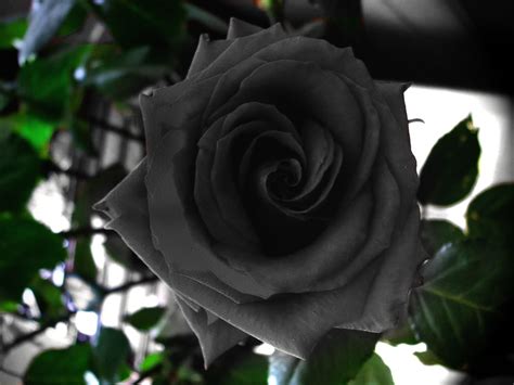 Nice Black Rose Picture Halfeti Black Roses 10589