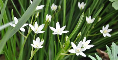 Bloom Of The Week Star Of Bethlehem Darby Creek Trading