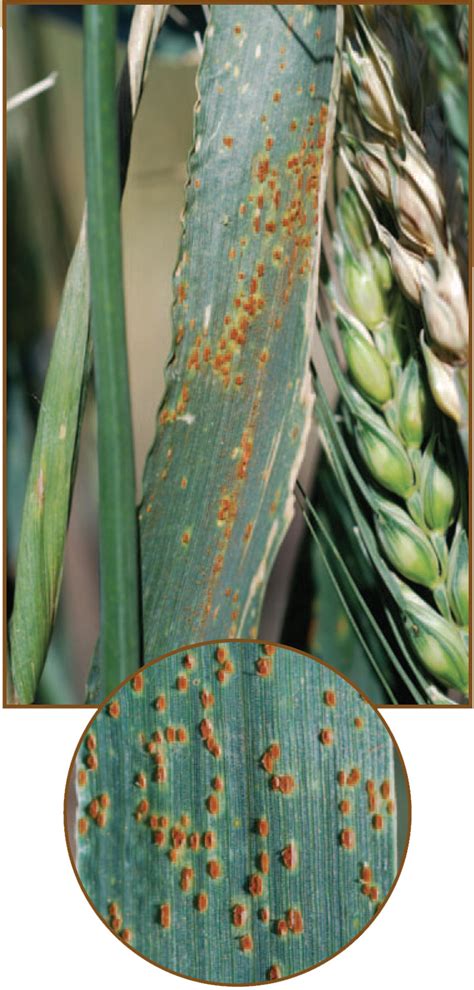 Identifying Rust Diseases Of Wheat And Barley Oklahoma State University