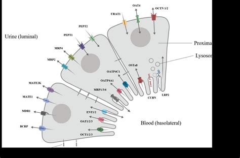 Schematic Representation Of Proximal Tubule Cells And Their